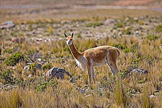 小羊驼,潘帕斯草原,秘鲁