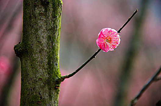 美丽的梅花