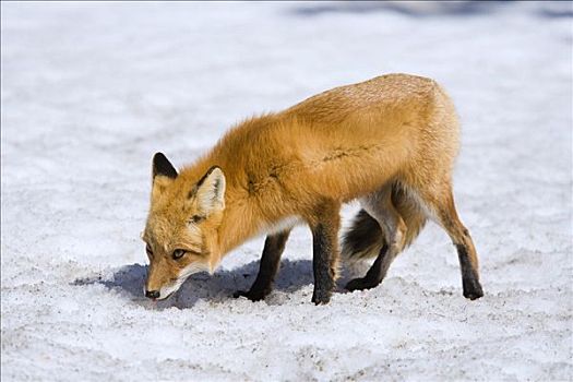 红狐,阿尔冈金省立公园,安大略省,加拿大