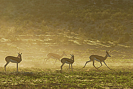 南非,卡拉哈里沙漠,卡拉哈迪大羚羊国家公园,跳羚