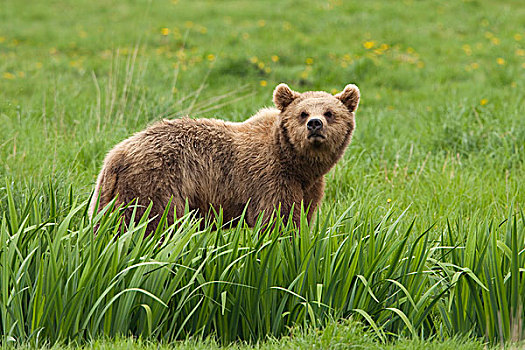棕熊,熊,德国
