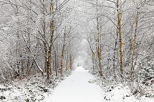 英格兰,兰开夏郡,积雪,小路,树