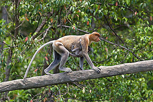 喙,猴子,女性,2-3岁,老,幼仔,紧握,攀登,枝条,沙巴,马来西亚