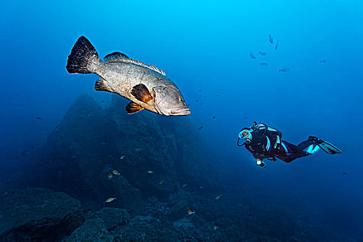 潜水者,看,微暗,石斑鱼,深海,马德拉岛,葡萄牙,欧洲,大西洋