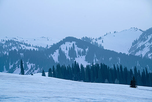 新疆冬季的林区