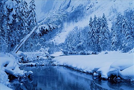 河,树,冬天,萨尔茨堡,奥地利