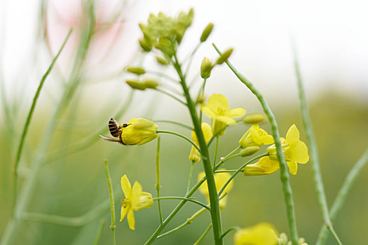 初春油菜花地里的蝴蝶小蜜蜂