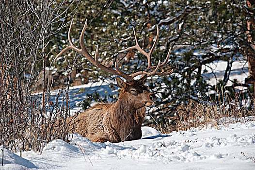 美国,科罗拉多,大,公麋鹿,休息,雪中