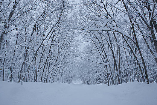 雪路