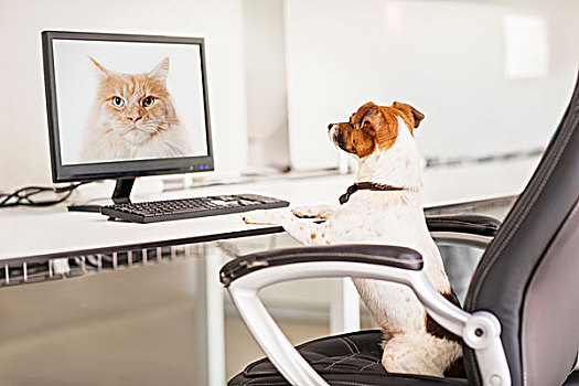狗,坐,书桌,办公室