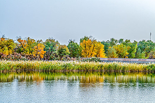 新疆,树林,秋色,黄叶,湿地,水,水草