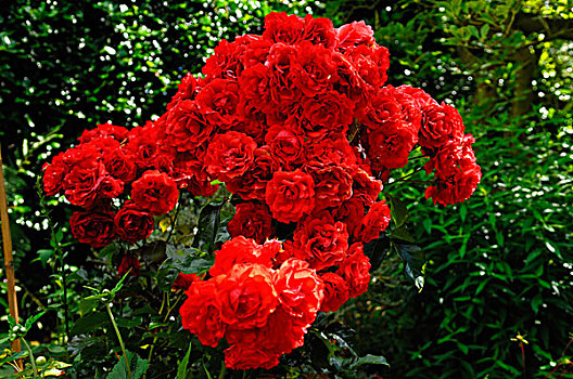 红色,玫瑰,花