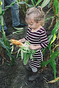 女孩,玉米田,打开,叶子,玉米棒