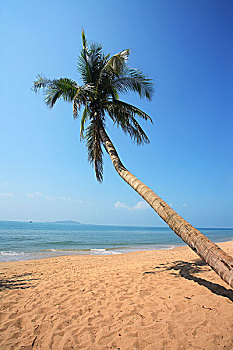 棕榈树,旁侧,海洋,三亚,中国