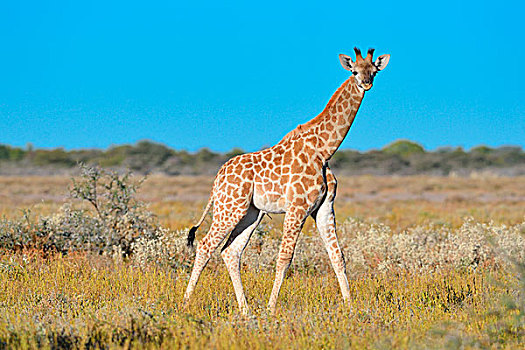 幼兽,长颈鹿,站立,热带草原,埃托沙国家公园,纳米比亚,非洲