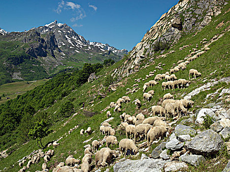绵羊,牧群,放牧,山,阿尔卑斯山,法国