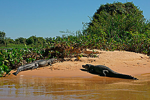 宽吻鳄,凯门鳄,躺着,沙子,堤岸,潘塔纳尔,巴西,南美