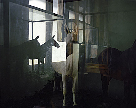 马,假人,展示,窗户,立体派,反射