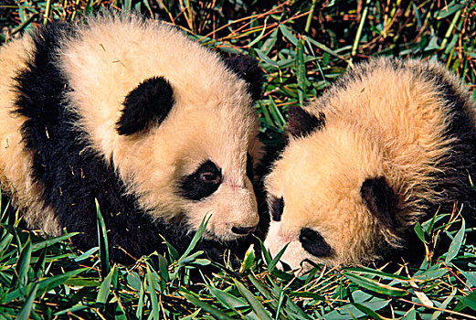 两个,熊猫,幼兽,竹子,灌木,卧龙,四川,中国