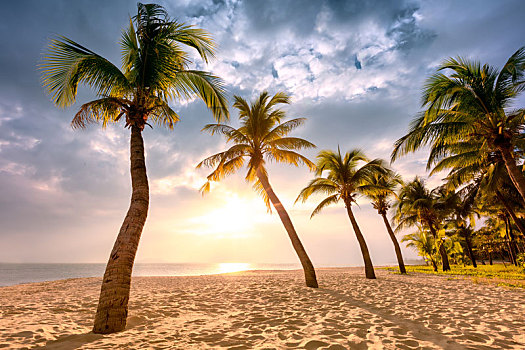 日落海边风景,椰子树与金色沙滩