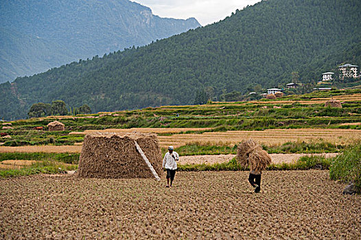 农民,工作,稻田,普那卡,地区,不丹