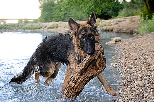 德国牧羊犬,水