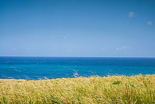 尼维斯岛,海滩,风景