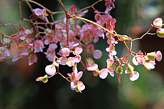 海棠花