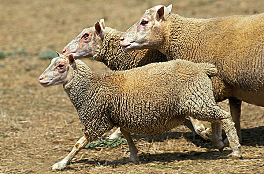 绵羊,法国人,跑,草地