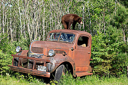 美洲黑熊,幼兽,汽车,屋顶,残骸,明尼苏达,美国