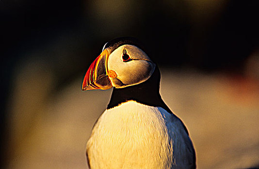 大西洋角嘴海雀,北极,加拿大