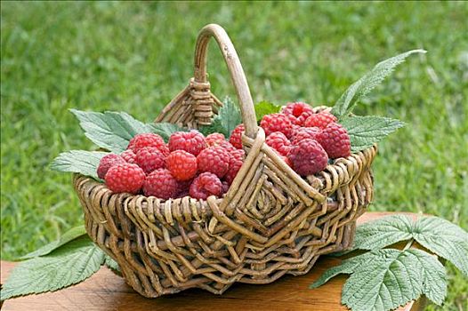 篮子,树莓,悬钩子