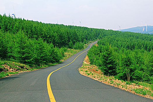 柏油路穿过松树林