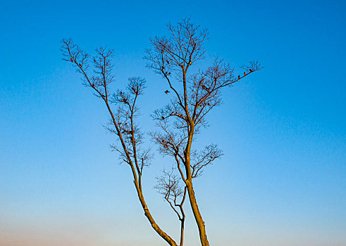 安徽省巢湖秋日余晖下的飞鸟与树木