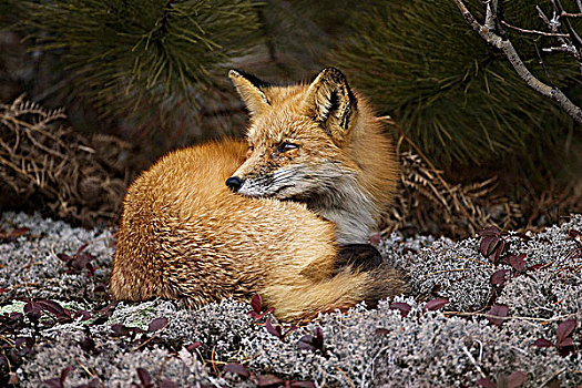 困,红狐,卷曲,向上,床,苔藓,阿尔冈金省立公园,安大略省,加拿大