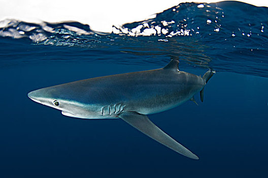 水下,侧面视角,蓝鲨,瓜达卢佩岛,下加利福尼亚州,墨西哥