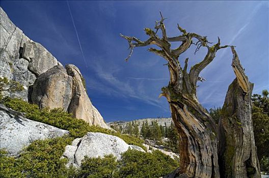 孤单,节瘤,老,狐尾松,树桩,正面,花冈岩,石头,优胜美地国家公园,加利福尼亚,美国