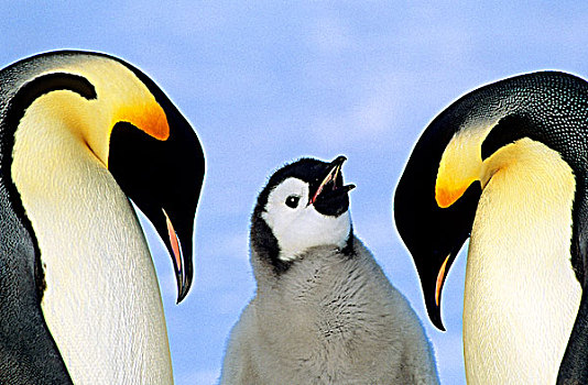 成年,帝企鹅,幼禽,阿特卡湾,生物群,威德尔海,南极