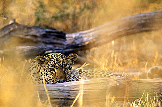 非洲,博茨瓦纳,莫雷米禁猎区,成年,雄性,豹,休息,干草,日出