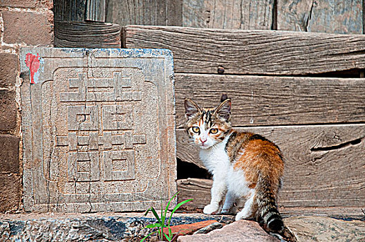 河南洛阳伊川县小猫