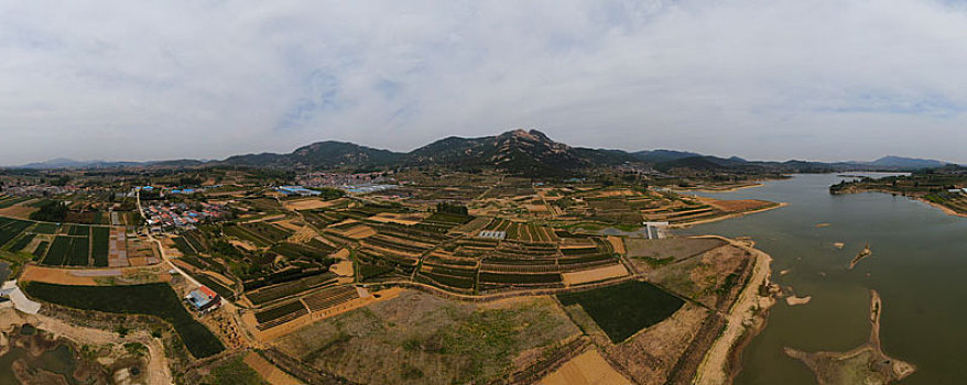 山东省日照市,万亩茶园染绿乡村大地,茶产业助农民致富