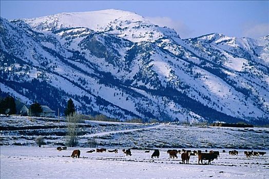 牛,冬天,大提顿山,怀俄明,美国