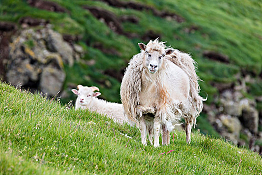 绵羊,绿色,草地,岛屿,法罗群岛,丹麦