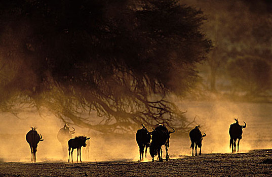 蓝角马,角马,干枯河床,卡拉哈迪大羚羊国家公园,卡拉哈里沙漠,南非,非洲