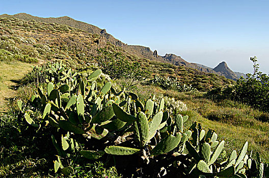 西班牙,加纳利群岛,特内里费岛,靠近