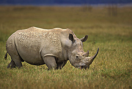 肯尼亚,纳库鲁湖国家公园,北方,白犀牛,濒临灭绝,走,草地