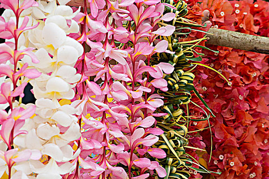 共和国,瓦努阿图,岛屿,彩色,热带花卉,花环,悬挂,枝头