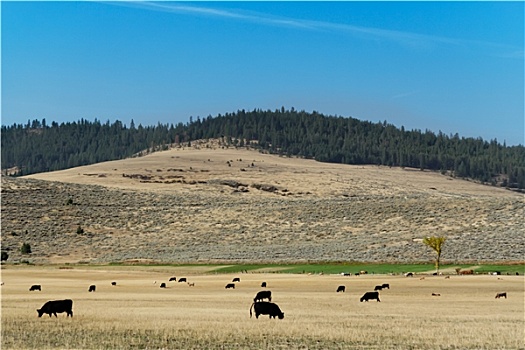 风景,蒙大拿,母牛,牧群
