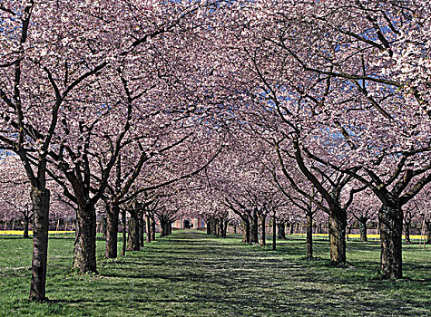 公园,樱桃树,花园,树,排,装饰,盛开,花,粉色,华丽,季节,春天