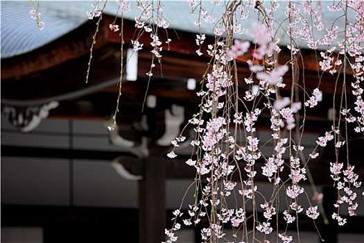 哭,樱花,日本寺庙